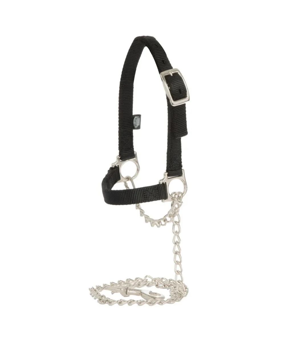 black sheep halter with nickel plated chain