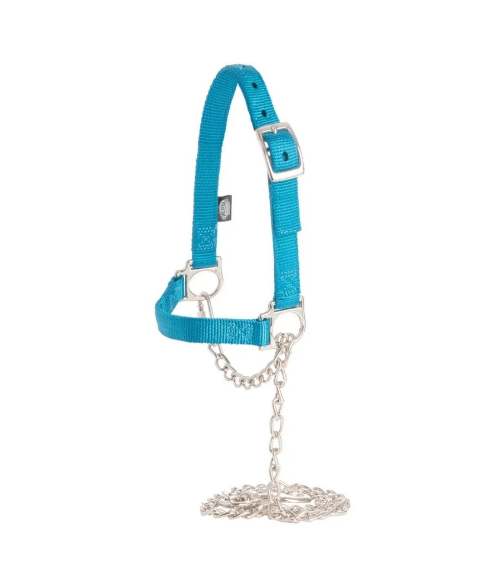 A bright turquoise blue nylon dog halter with silver metal hardware, including a buckle, rings, and a short chain with a ball leash, shown on a plain white background.