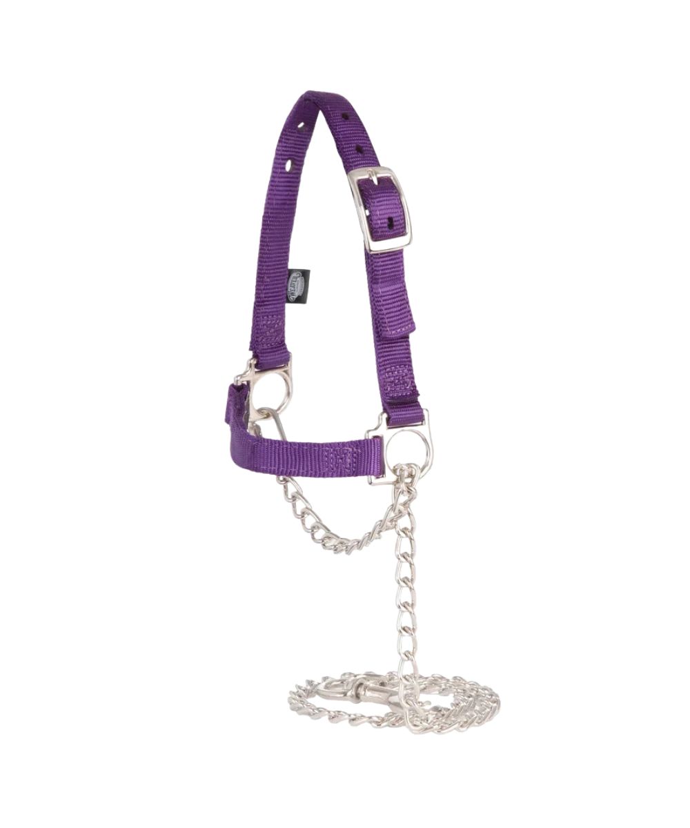 purple sheep halter with nickel plated chain