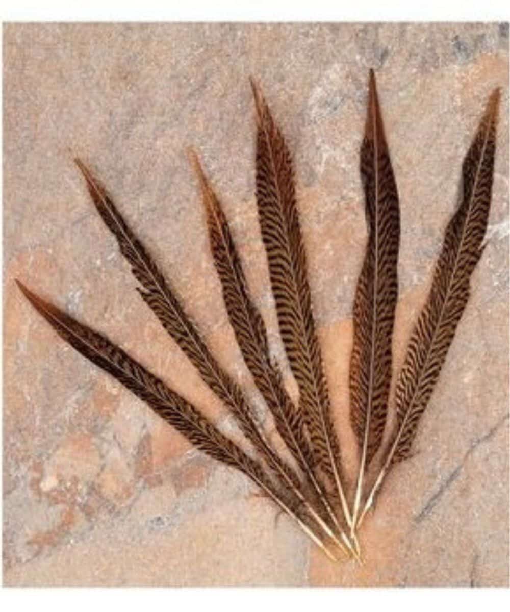 F-55 ! desc :  ! caption :