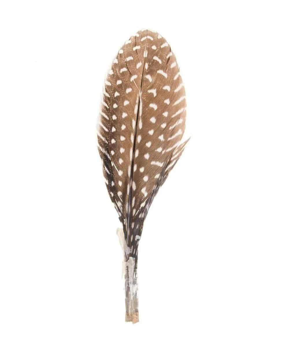 Austin Accents Guinea Hat Feather