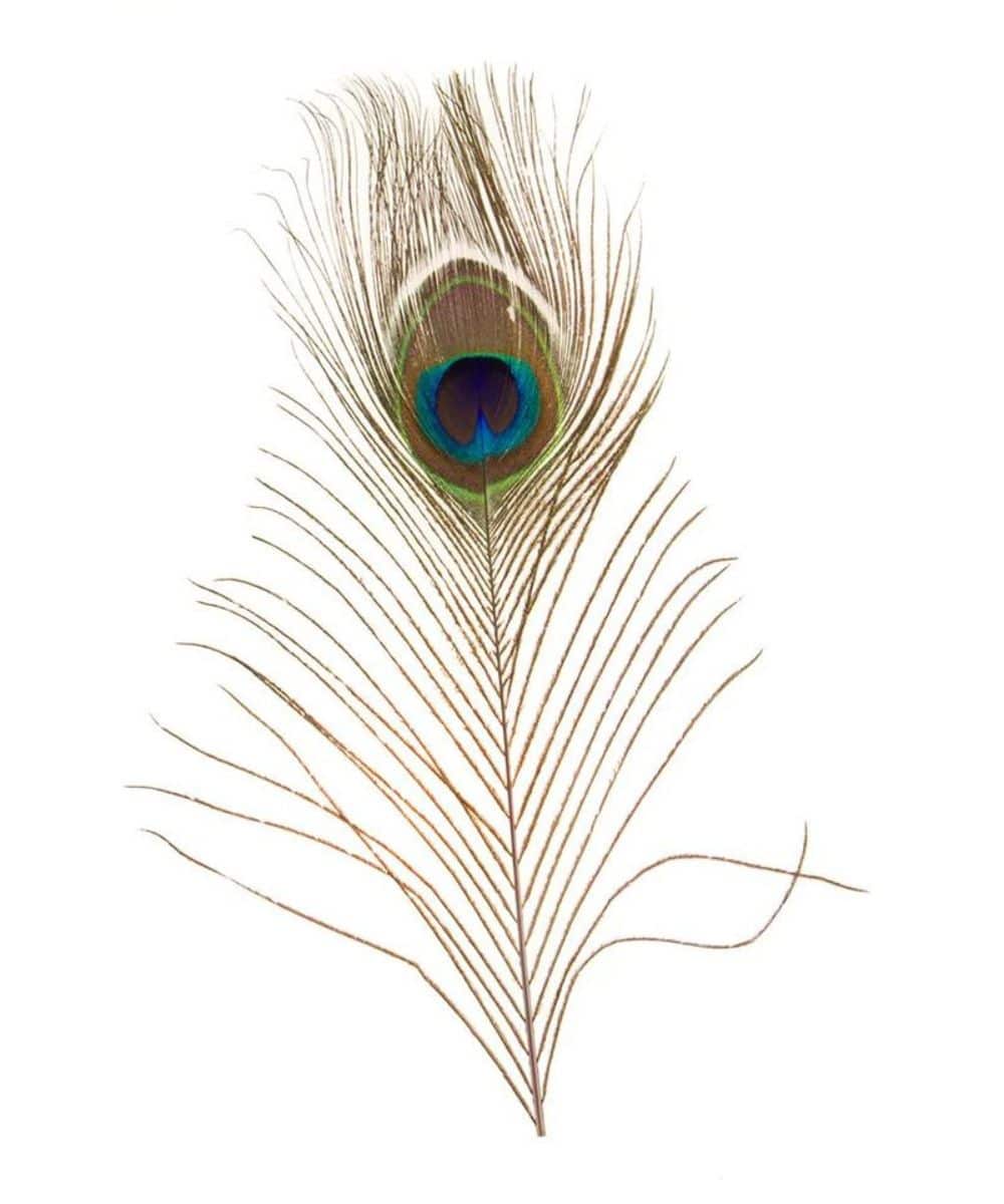 F-PE ! desc :  ! caption :